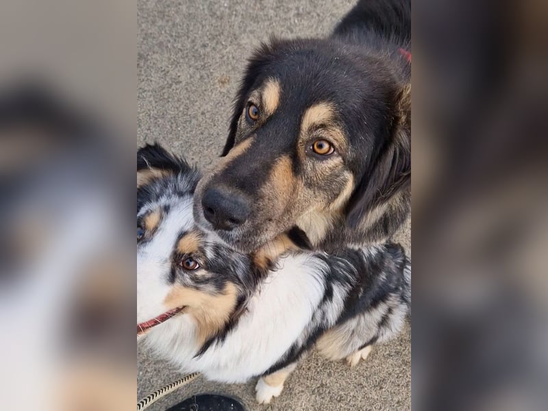 Aramis ❤️ wartet in 50169 Kerpen auf dich