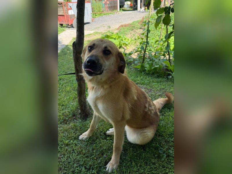 Schöne ♥ Stella ♥ aktiv und lieb, auch besonders zu Kindern