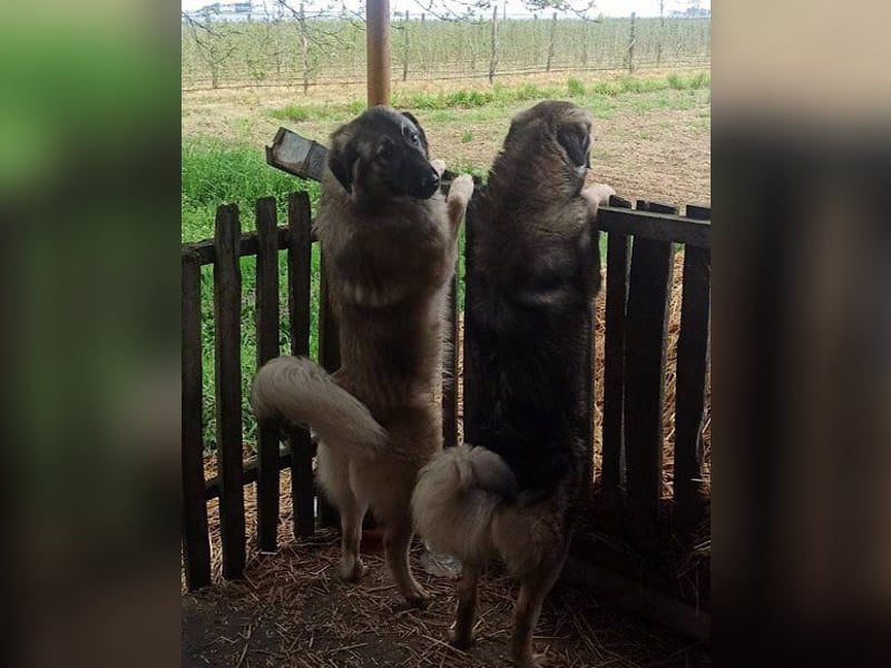 Zauberhafter Zorro-darf er einziehen? ❤