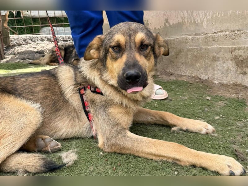 Mix-Rüde ♥Marco♥ ein Familienhund; ein Herz von Hund