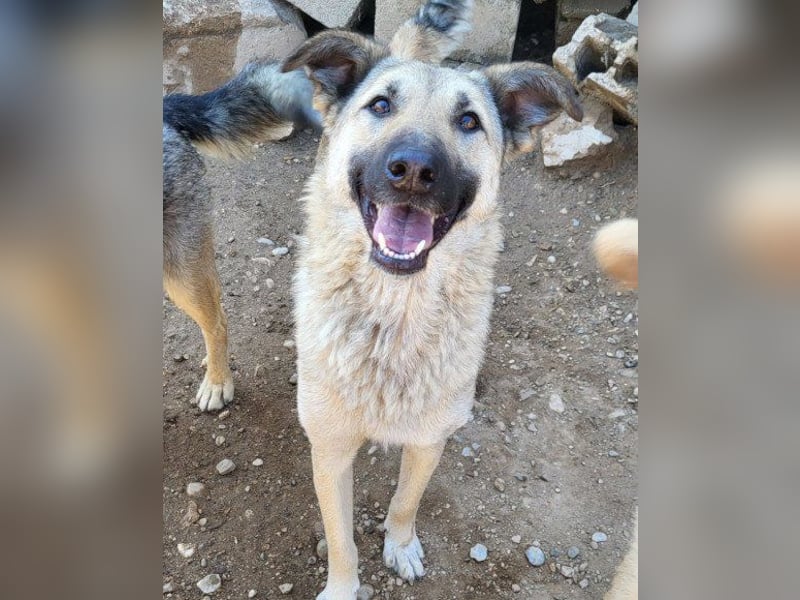 ♥Fly♥ eine herzliche, treue Fellfreundin