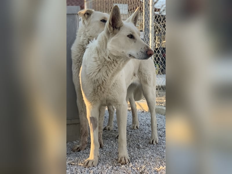 Gobi, geb. ca. 04/2021, lebt in GRIECHENLAND, im städt. Tierheim Serres
