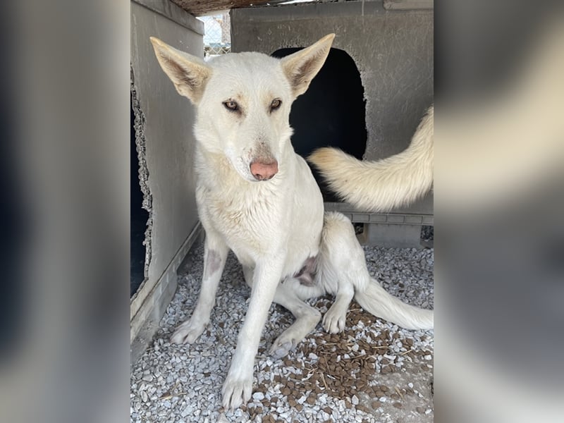 Gobi, geb. ca. 04/2021, lebt in GRIECHENLAND, im städt. Tierheim Serres