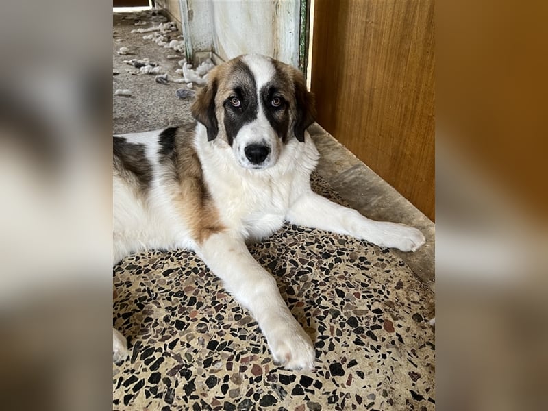 Kiro, geb. ca. 10/2023, lebt in GRIECHENLAND auf Gelände mit notdürftiger Versorgung