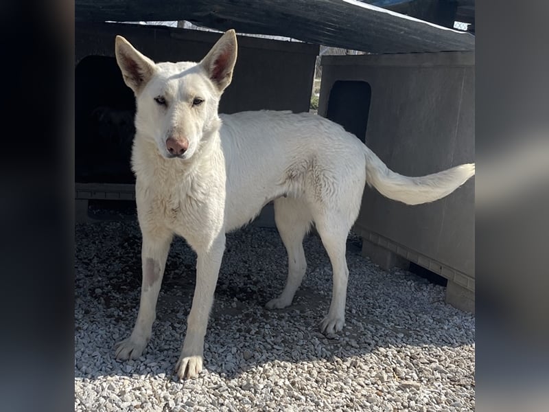 Gobi, geb. ca. 04/2021, lebt in GRIECHENLAND, im städt. Tierheim Serres