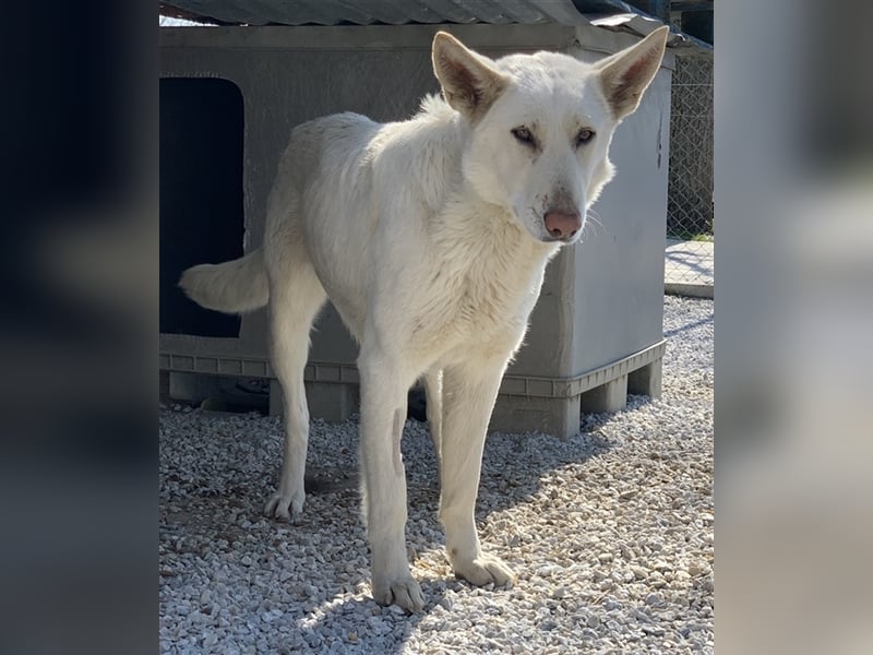 Gobi, geb. ca. 04/2021, lebt in GRIECHENLAND, im städt. Tierheim Serres