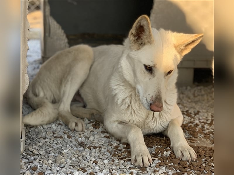 Gobi, geb. ca. 04/2021, lebt in GRIECHENLAND, im städt. Tierheim Serres