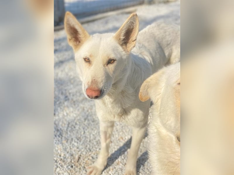 Gobi, geb. ca. 04/2021, lebt in GRIECHENLAND, im städt. Tierheim Serres