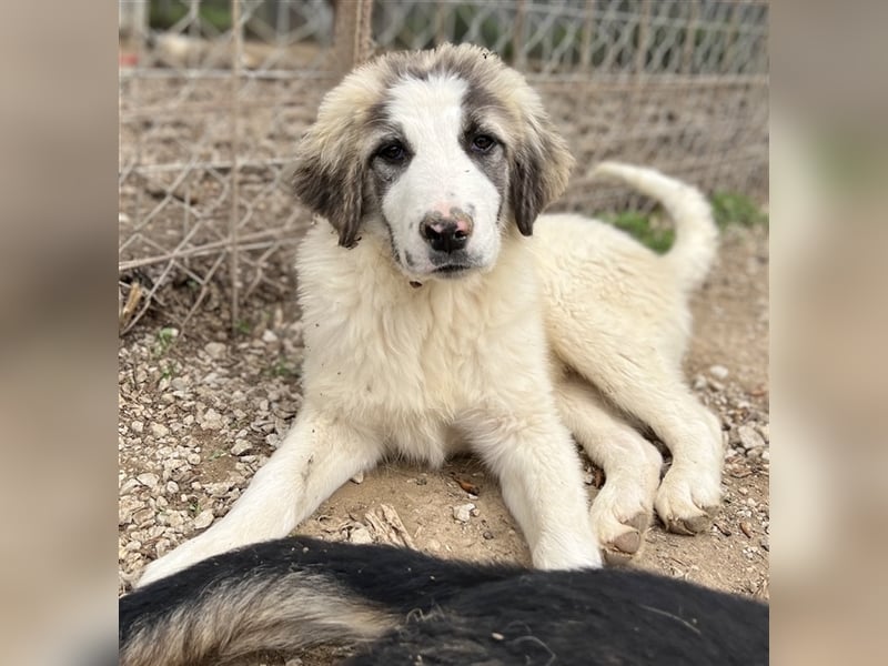 Piet, geb. ca. 11/2021, lebt in GRIECHENLAND, im städt. Tierheim Serres