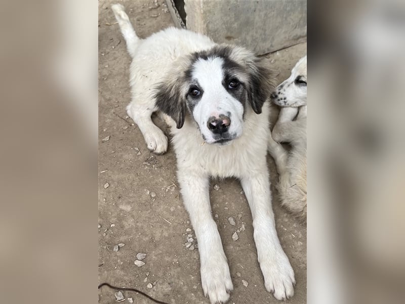 Piet, geb. ca. 11/2021, lebt in GRIECHENLAND, im städt. Tierheim Serres