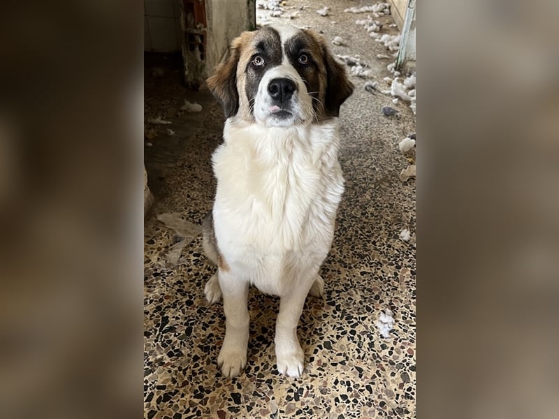 Kiro, geb. ca. 10/2023, lebt in GRIECHENLAND auf Gelände mit notdürftiger Versorgung