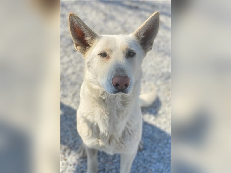 Gobi, geb. ca. 04/2021, lebt in GRIECHENLAND, im städt. Tierheim Serres