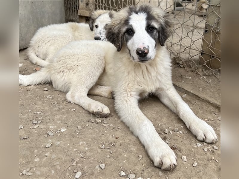 Piet, geb. ca. 11/2021, lebt in GRIECHENLAND, im städt. Tierheim Serres