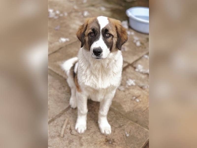 Kiro, geb. ca. 10/2023, lebt in GRIECHENLAND auf Gelände mit notdürftiger Versorgung