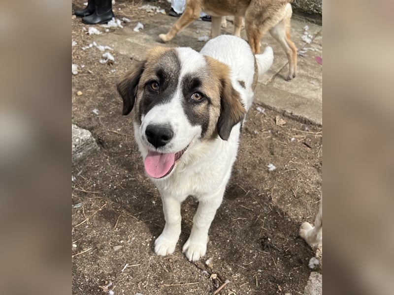 Kiro, geb. ca. 10/2023, lebt in GRIECHENLAND auf Gelände mit notdürftiger Versorgung