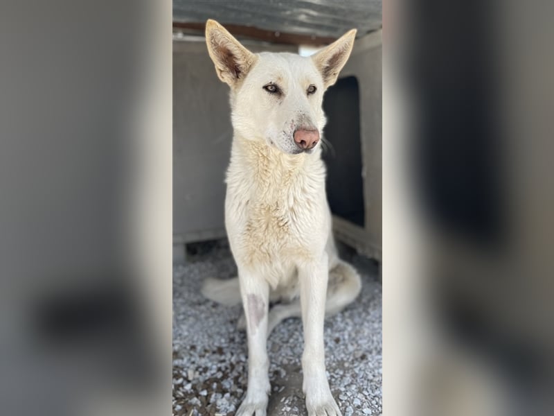 Gobi, geb. ca. 04/2021, lebt in GRIECHENLAND, im städt. Tierheim Serres