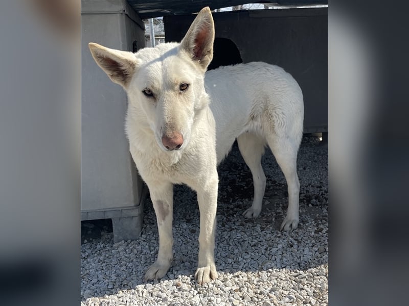 Gobi, geb. ca. 04/2021, lebt in GRIECHENLAND, im städt. Tierheim Serres