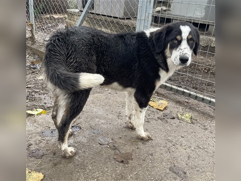 Xando, geb. ca. 03/2023, lebt in GRIECHENLAND, im städt. Tierheim Serres