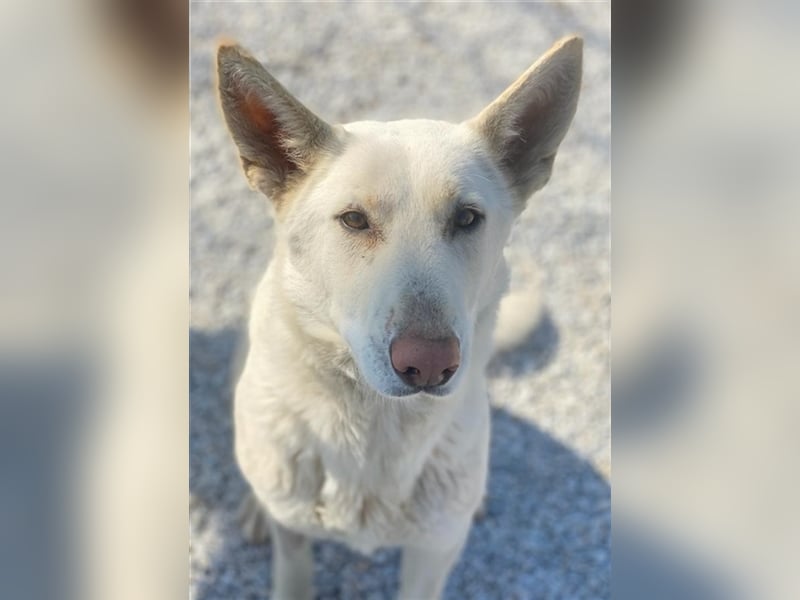 Gobi, geb. ca. 04/2021, lebt in GRIECHENLAND, im städt. Tierheim Serres