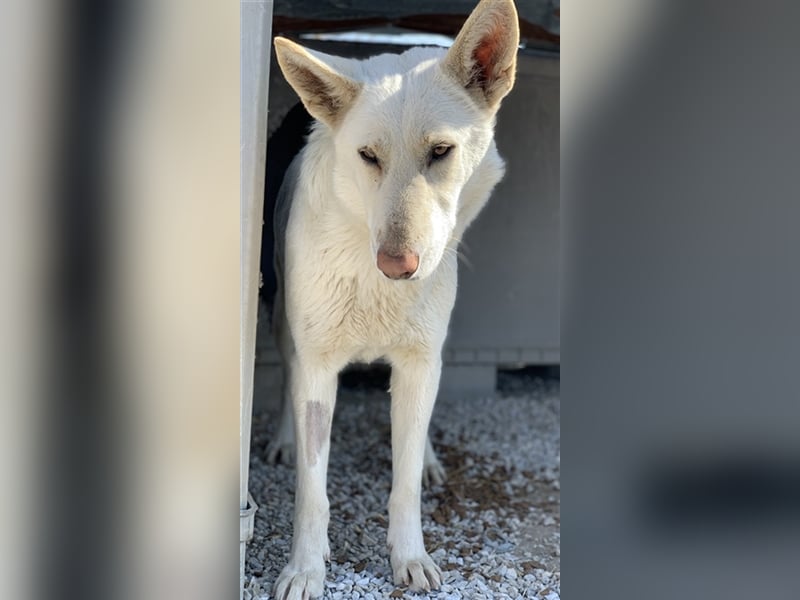 Gobi, geb. ca. 04/2021, lebt in GRIECHENLAND, im städt. Tierheim Serres