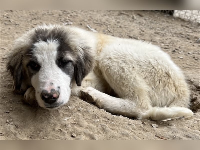 Piet, geb. ca. 11/2021, lebt in GRIECHENLAND, im städt. Tierheim Serres