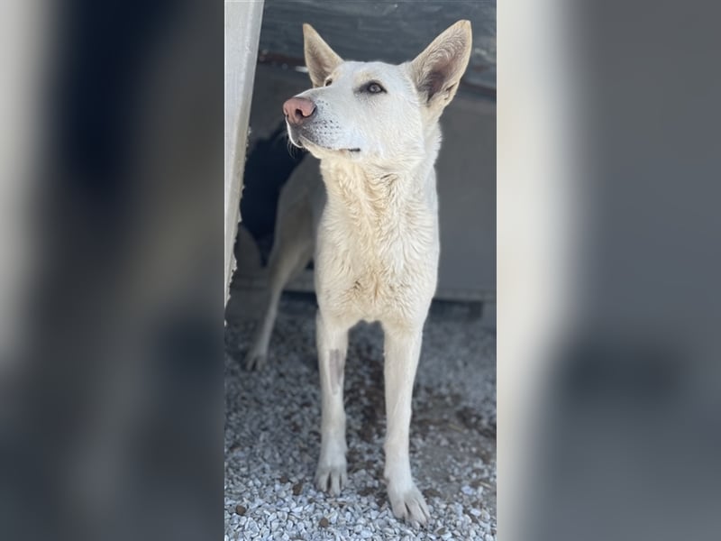 Gobi, geb. ca. 04/2021, lebt in GRIECHENLAND, im städt. Tierheim Serres