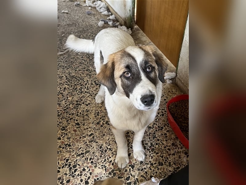 Kiro, geb. ca. 10/2023, lebt in GRIECHENLAND auf Gelände mit notdürftiger Versorgung