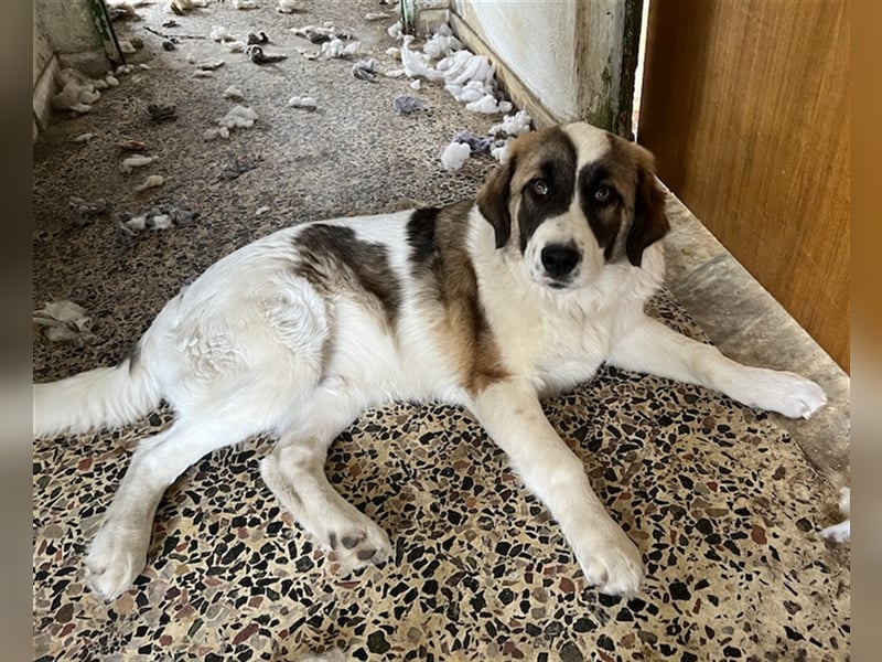 Kiro, geb. ca. 10/2023, lebt in GRIECHENLAND auf Gelände mit notdürftiger Versorgung