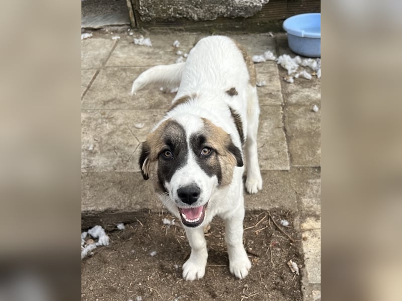 Kiro, geb. ca. 10/2023, lebt in GRIECHENLAND auf Gelände mit notdürftiger Versorgung