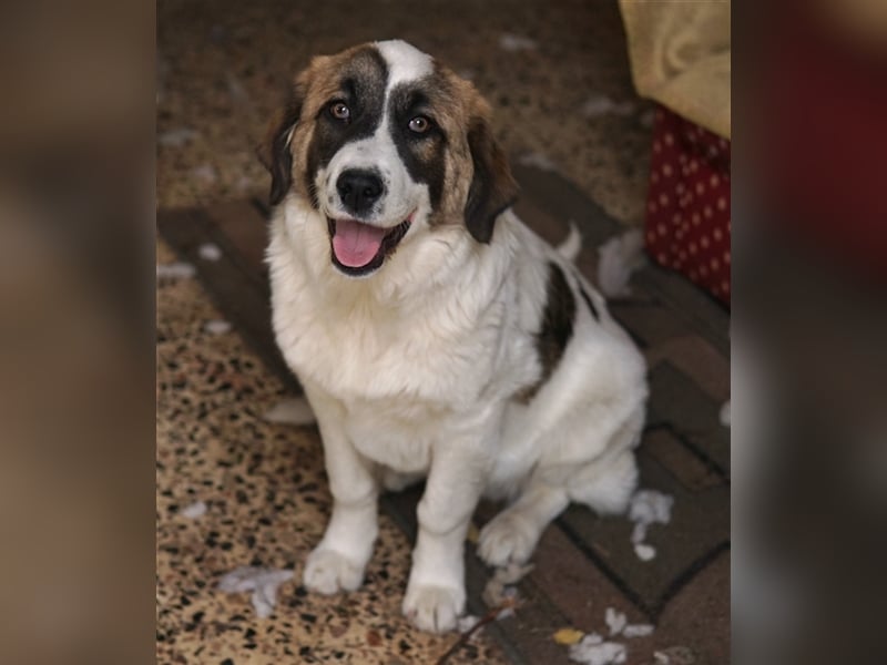 Kiro, geb. ca. 10/2023, lebt in GRIECHENLAND auf Gelände mit notdürftiger Versorgung