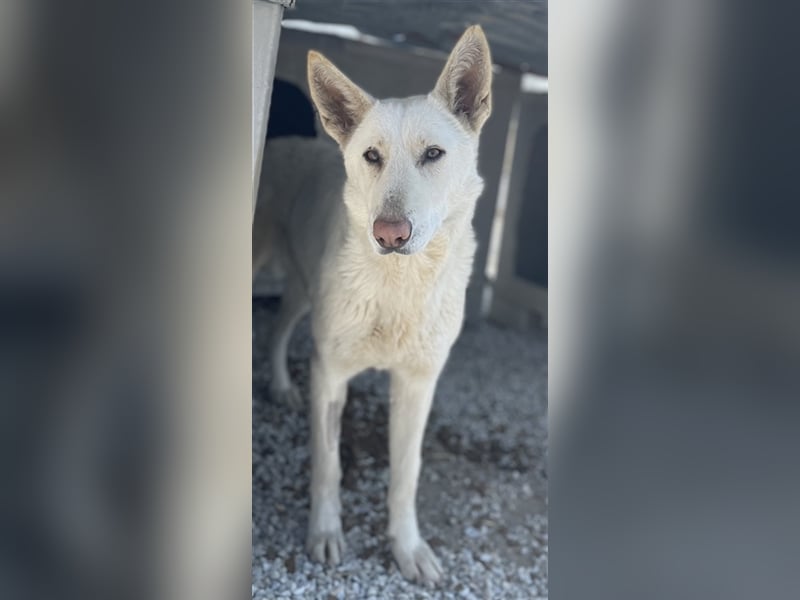 Gobi, geb. ca. 04/2021, lebt in GRIECHENLAND, im städt. Tierheim Serres