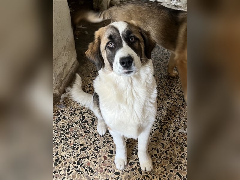 Kiro, geb. ca. 10/2023, lebt in GRIECHENLAND auf Gelände mit notdürftiger Versorgung