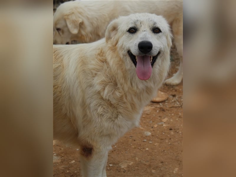 Felicitas, geb. ca. 12/2021, lebt in GRIECHENLAND, auf einem Gelände, auf dem die Hunde notdürftig v