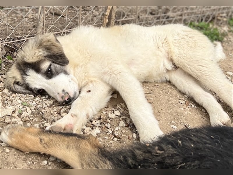 Piet, geb. ca. 11/2021, lebt in GRIECHENLAND, im städt. Tierheim Serres
