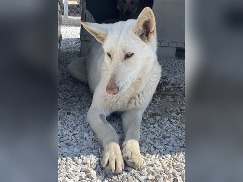 Gobi, geb. ca. 04/2021, lebt in GRIECHENLAND, im städt. Tierheim Serres