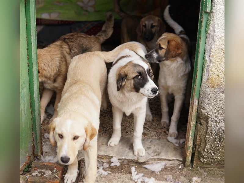 Kiro, geb. ca. 10/2023, lebt in GRIECHENLAND auf Gelände mit notdürftiger Versorgung
