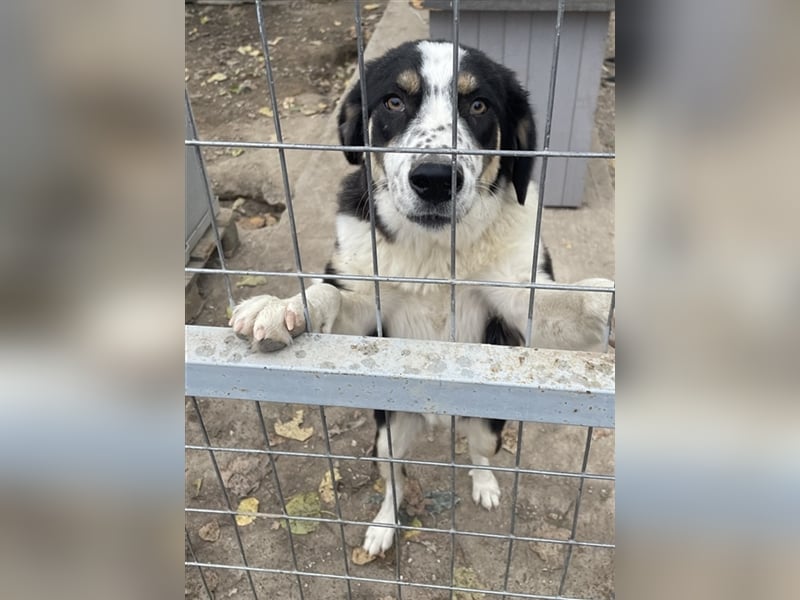 Xando, geb. ca. 03/2023, lebt in GRIECHENLAND, im städt. Tierheim Serres
