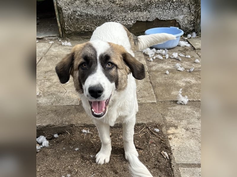 Kiro, geb. ca. 10/2023, lebt in GRIECHENLAND auf Gelände mit notdürftiger Versorgung