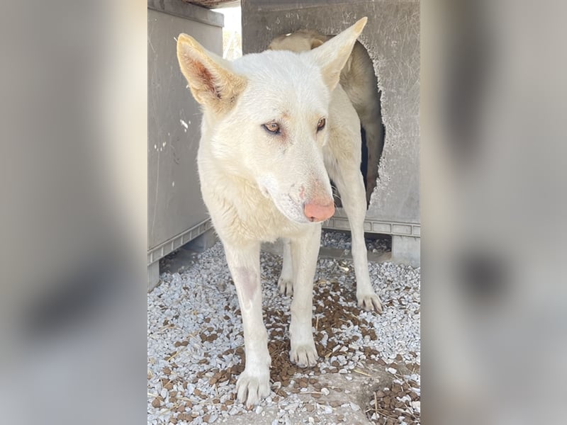 Gobi, geb. ca. 04/2021, lebt in GRIECHENLAND, im städt. Tierheim Serres