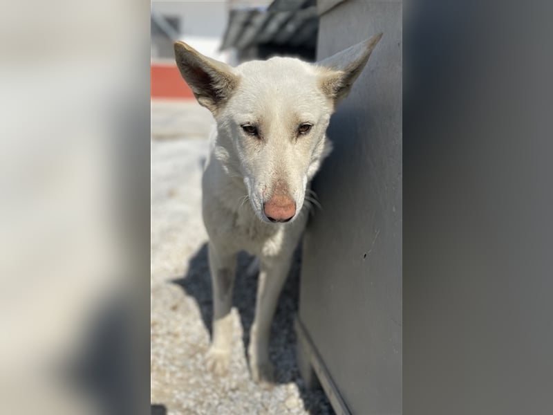 Gobi, geb. ca. 04/2021, lebt in GRIECHENLAND, im städt. Tierheim Serres