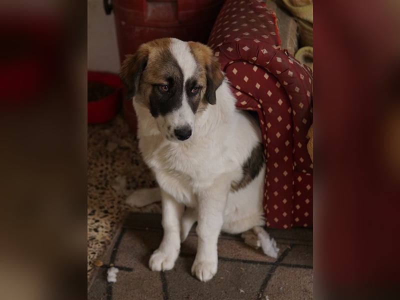 Kiro, geb. ca. 10/2023, lebt in GRIECHENLAND auf Gelände mit notdürftiger Versorgung