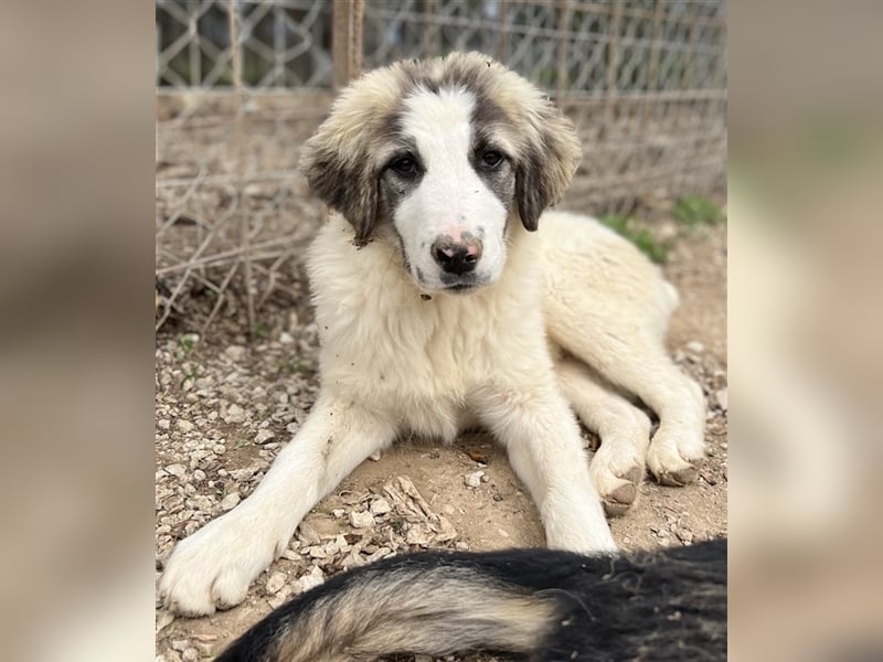 Piet, geb. ca. 11/2021, lebt in GRIECHENLAND, im städt. Tierheim Serres