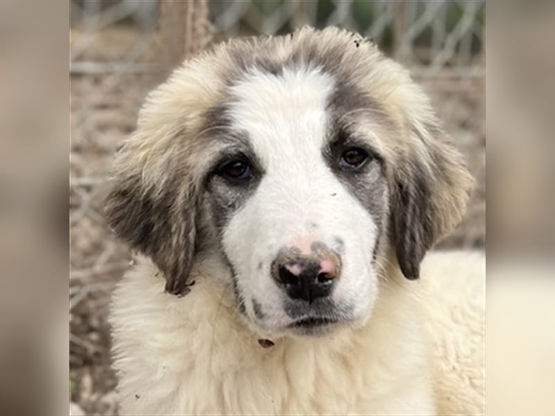 Piet, geb. ca. 11/2021, lebt in GRIECHENLAND, im städt. Tierheim Serres