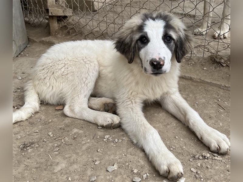 Piet, geb. ca. 11/2021, lebt in GRIECHENLAND, im städt. Tierheim Serres