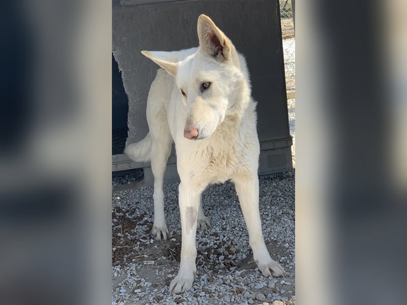 Gobi, geb. ca. 04/2021, lebt in GRIECHENLAND, im städt. Tierheim Serres