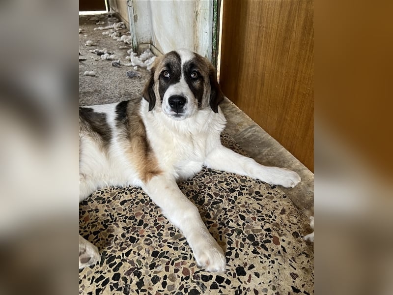 Kiro, geb. ca. 10/2023, lebt in GRIECHENLAND auf Gelände mit notdürftiger Versorgung