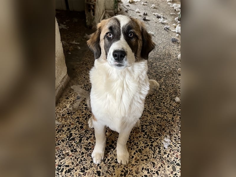 Kiro, geb. ca. 10/2023, lebt in GRIECHENLAND auf Gelände mit notdürftiger Versorgung