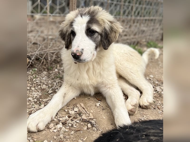 Piet, geb. ca. 11/2021, lebt in GRIECHENLAND, im städt. Tierheim Serres