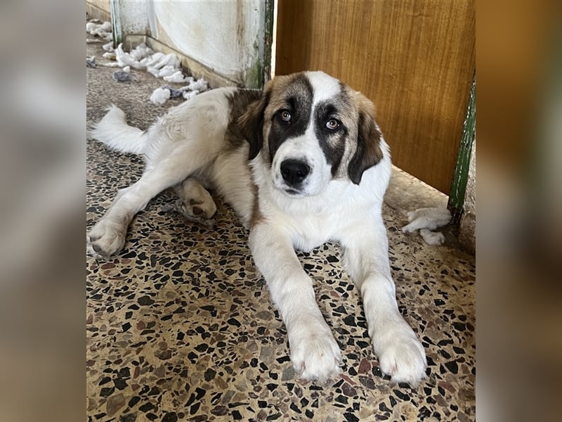 Kiro, geb. ca. 10/2023, lebt in GRIECHENLAND auf Gelände mit notdürftiger Versorgung