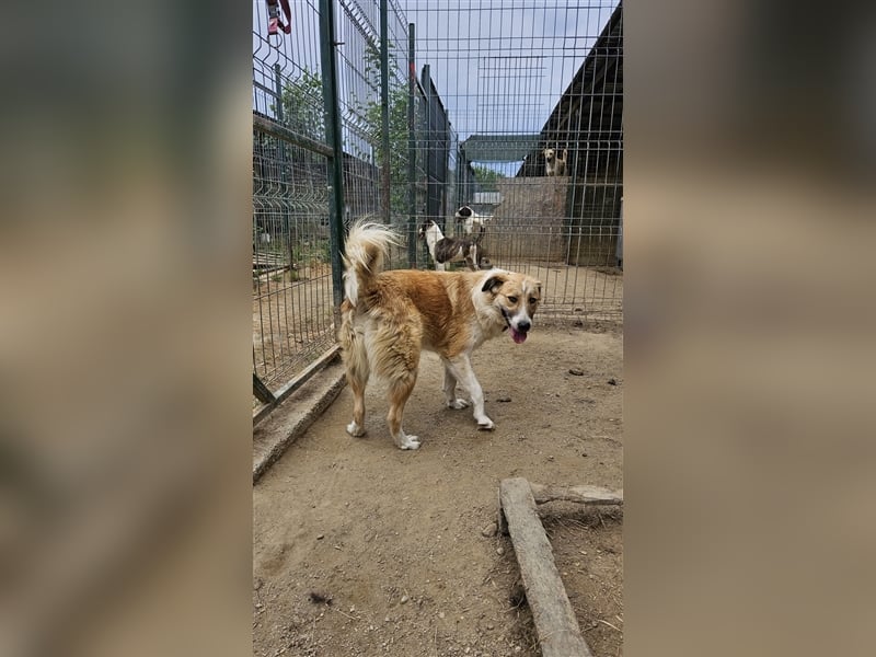 Leo der freundliche Riese